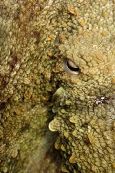 Octopus (Octopus vulgaris) shot in Baleal, Portugal, usin... by Joao Pedro Tojal Loia Soares Silva 